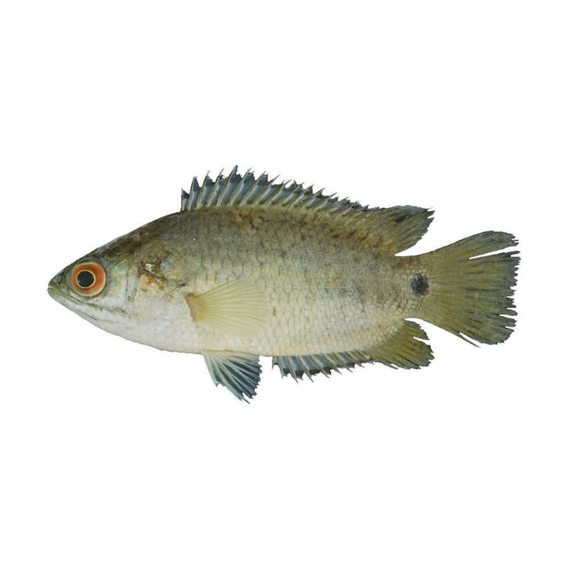 Big Koi Fish MirchiMasalay