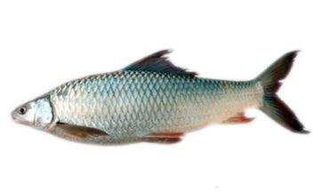 Mrigal Fish (سمك كطان) মৃগেল MirchiMasalay