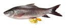 Whole Rohu Fish  (سمك الكارب) MirchiMasalay
