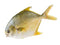 Whole Golden Pomfret Fish MirchiMasalay