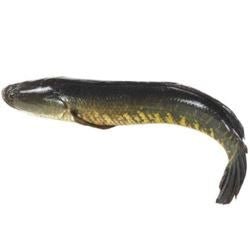 Shol/Murrel Fish (শোল) MirchiMasalay