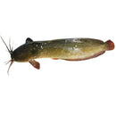 Magur  Fish -murgodu (ಮುರ‍್ಗೋಡು) MirchiMasalay